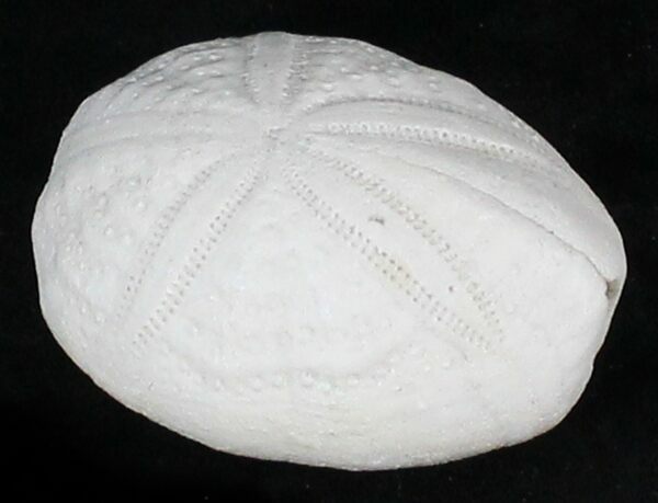 Fossil sea biscuit (Eupatagus) from Florida